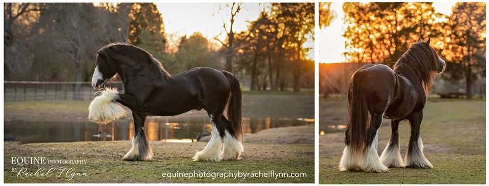 Equine Photography by Rachel Flynn